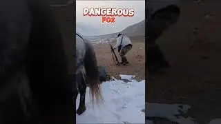 Лиса нападает на лошадь, очень странное поведение животных.