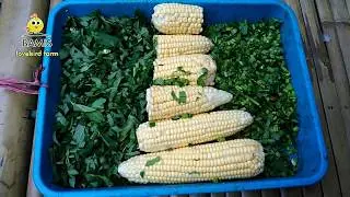THIS IS LOVEBIRD LIVESTOCK FOR CULTIVATION AND DESCRIPTION