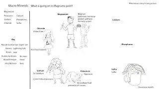 Master Macro Minerals and what they do in the body: Discover their story in one Captivating Picture!