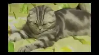 Очень уставший кот / Very tired cat
