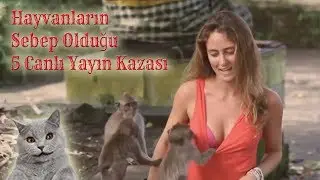Hayvanların Sebep Olduğu 5 Canlı Yayın Kazası