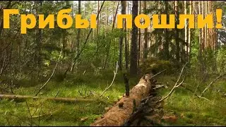 #11 Собираем грибы! Крашу окна!