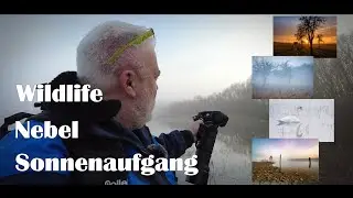 Landschaftsfotografie | Sonnenaufgang, Nebel & Wildlife | WW & 500 TELE