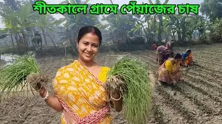 Onion cultivation in the village in winter //sundarban village