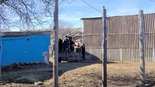 Продали трех бычков