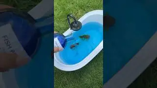 Why I Bathe my Fish 🛁