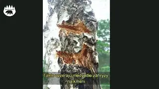 Ako vznika medvedi zahryz na kmeni (72)
