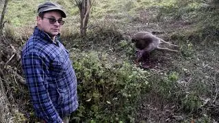 Wilki zagryzły stado danieli. Krwawa jatka w Rudawce w gm. Bircza [Uwaga, drastyczne!]