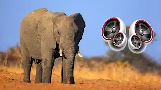 Elephant - Sound Effect High Definition Free | Copyright free Music Sound effects for YouTube video