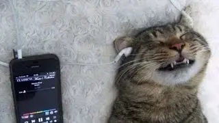 Приколы с котиками