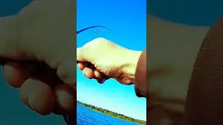 Поклёвка судака