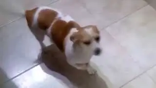 Shanti my dog, the morning begins VID 20150129 064309