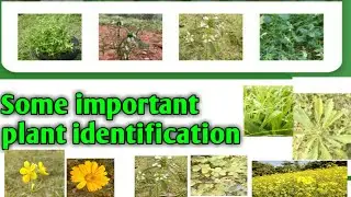 Identify of plants.Identification of plants.some important plant identification