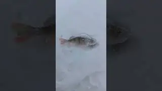 Подводная камера Calypso