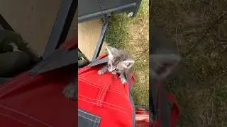 Котенок в кармане! Кошу траву нашел котенка! #котики #мульчер #кот