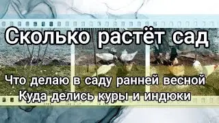 Живу в Краснодарском крае, лечу старый сад, ращу молодой сад, моя выгребная яма, где куры и индюки.