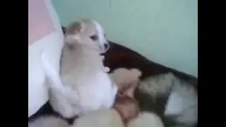 Моя собака