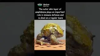 Amphibians🐸