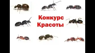 Beauty contest among the ant queens Vote!