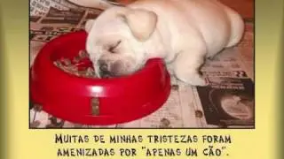 Amizade incondicional 0001