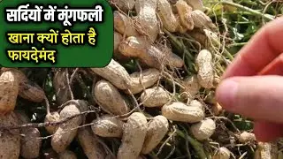 peanut khane ke fayde | सर्दियों में मूंगफली खाने के फायदे | peanut khane se kya hota hai