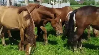 Stallion started working with mares ।  Жеребец берет жёстко Кобылу