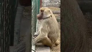 Мариуполь зоопарк