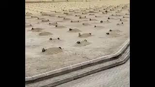 Могилы сподвижников и суфистов
