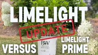 UPDATE!: Proven Winners Limelight vs. Limelight Prime Hydrangea Experiment 🌱