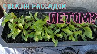 Высадка свеклы рассадой, летом на второй оборот. Свекла для позднего урожая на зиму.#свекла