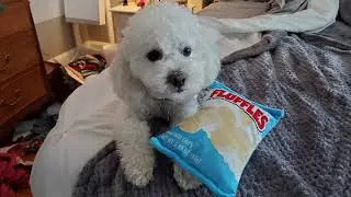 Frosty Eats Fluffles on his Birthday