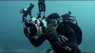 Diving With Giants