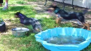 Riverland pups reunion