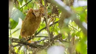 Serendib Scops Owl