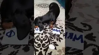 Тиша фу/ням #dog #mrbeast #taksa #животное#мило #смешно #собака#такса#тиша #юмор #фу/ням #wellerman