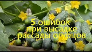 5 ошибок при высадке рассады огурцов