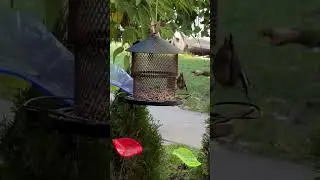 A RED-breasted Nuthatch enjoying seeds from my bird feeder. 🐦 🐦‍⬛ 😀