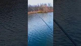 За целый одна поклевка и то сошла🤬 #fishing #fish #fishingvideo #рыбалка #pike #pikefishing #щука