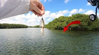 Snook Exploding Live Bait on Topwater