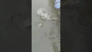 poin ikan chana #shorts