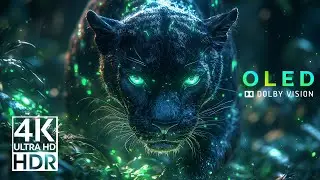 Incredible 4K Macro Video 60fps | Amazing Tiny World (8K OLED Detail Test)