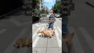 Guide dog helps blind man cross a street 