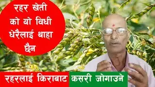 Rahar Kheti || अरहर खेती || pigeon pea farming || रहर खेती गर्दा यसरी गरे धेरै उत्पादन हुन्छ