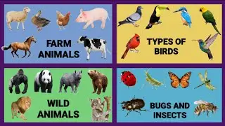 Animal Flashcards for kids