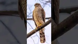 Хищный гость, Hawk. Ятреб на участке.