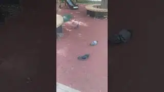 Нашествие голубей 😯