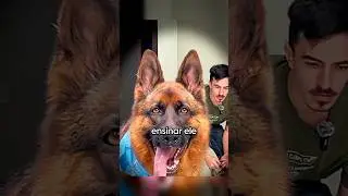 tentei adestrar um cachorro...