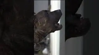 #PresaCanario Black Brindle Female Upset at Humans #shorts
