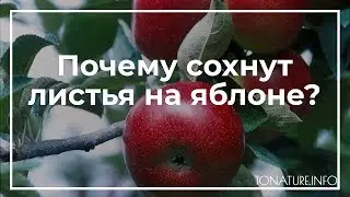 Почему сохнут листья на яблоне? | toNature.Info