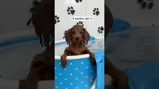 3 months of a puppy’s swimming journey 🐶🐾🛁 